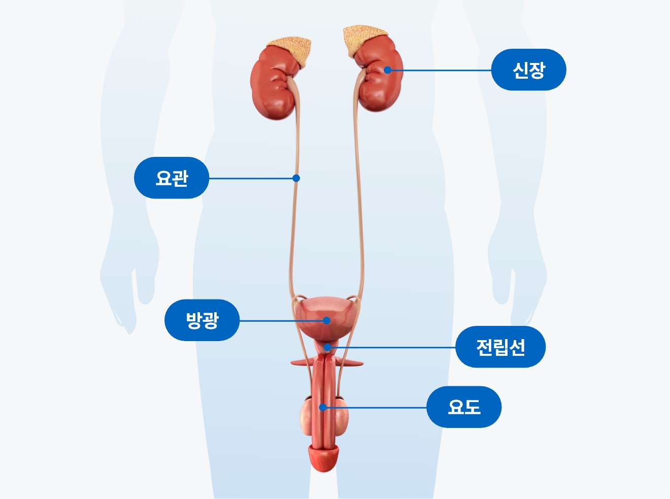 남성 비뇨기계 구조 이미지, 신장 요관 방광 전립선 요도로 구성된 남성 생식기 및 비뇨기 해부학 구조를 설명하는 의료 도식