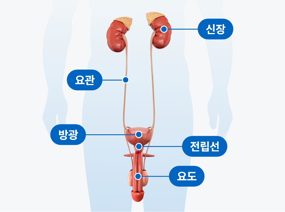 남성 비뇨기계 구조 이미지, 신장 요관 방광 전립선 요도로 구성된 남성 생식기 및 비뇨기 해부학 구조를 설명하는 의료 도식