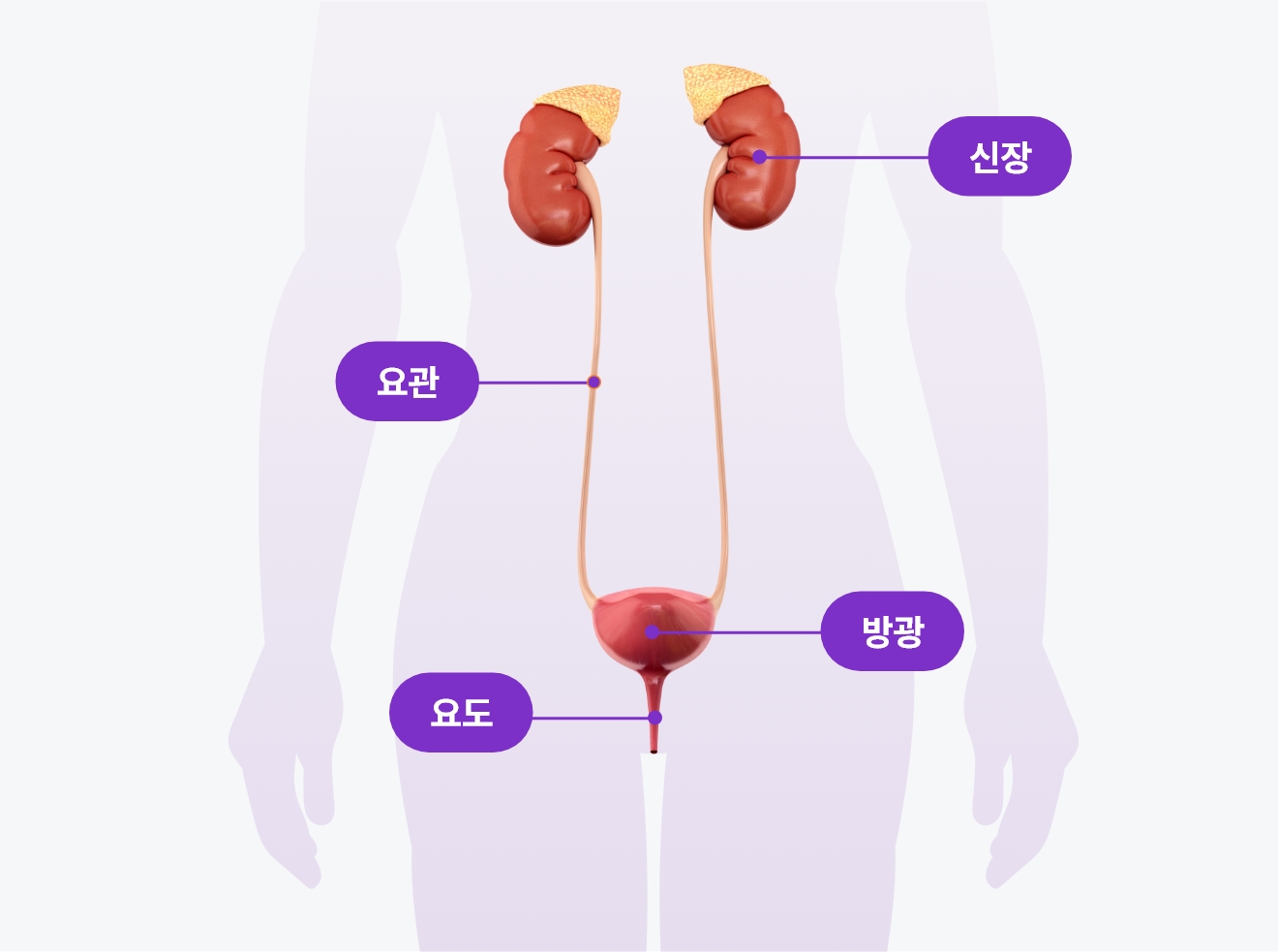 여성 비뇨기계 구조 이미지, 신장 요관 방광 요도 위치를 설명하는 해부도