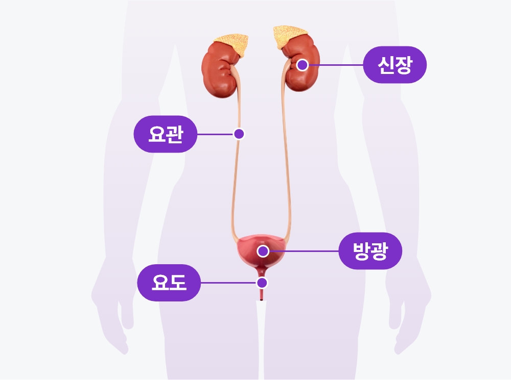 여성 비뇨기계 구조 이미지, 신장 요관 방광 요도 위치를 설명하는 해부도