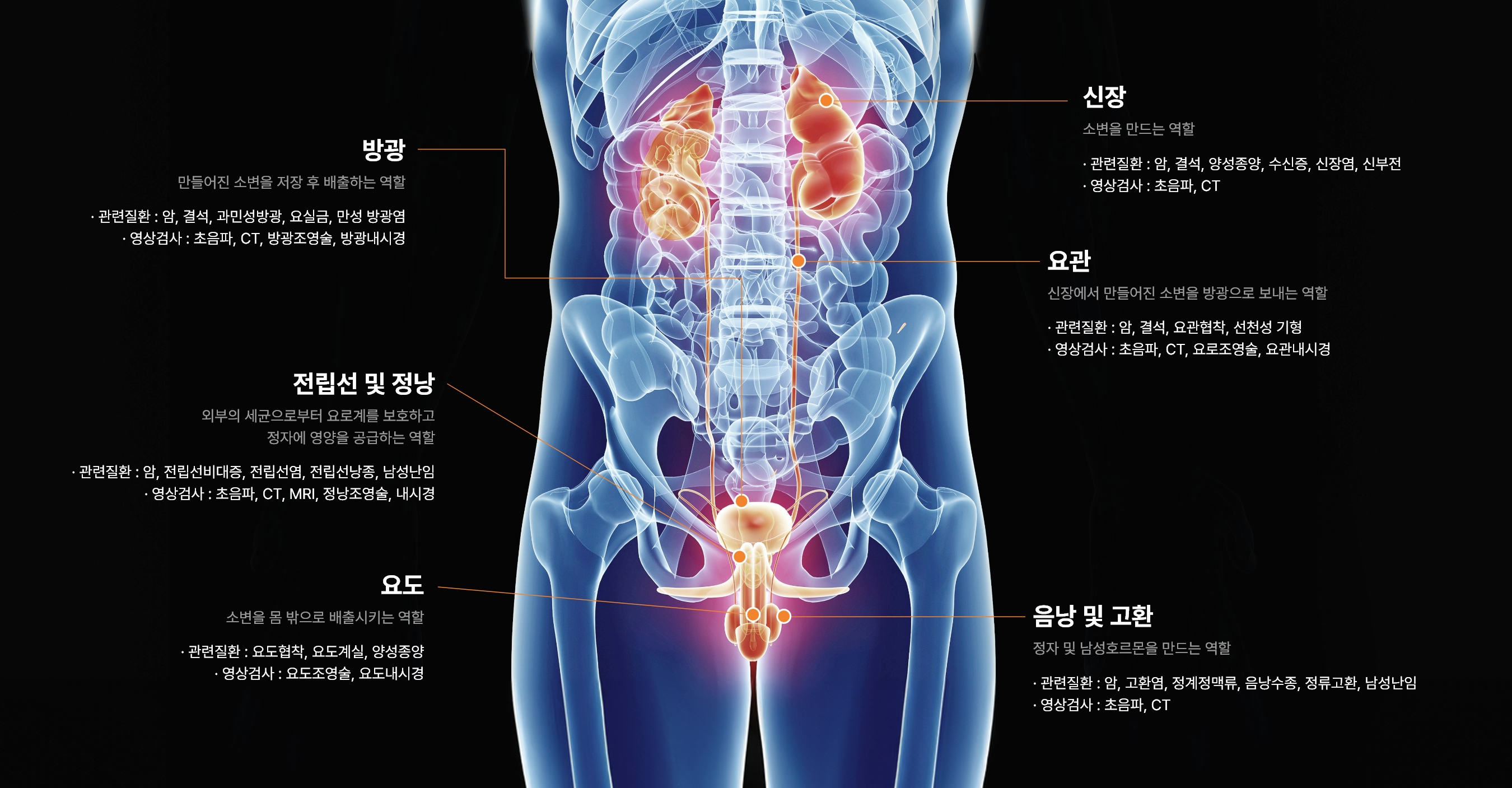 남성 비뇨생식기관 영상 검사 이미지, 신장·요관·방광·전립선·음낭 고환 구조와 CT MRI 초음파 정밀 진단 안내