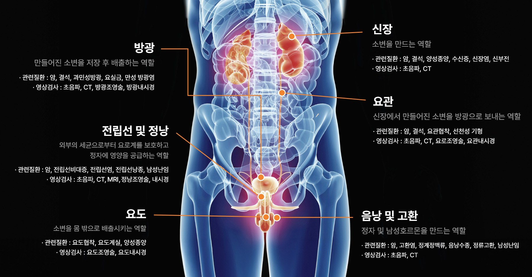 남성 비뇨생식기관 영상 검사 이미지, 신장·요관·방광·전립선·음낭 고환 구조와 CT MRI 초음파 정밀 진단 안내